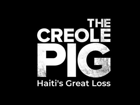 The Creole Pig: Haiti's Great Loss-A WLRN Original Production