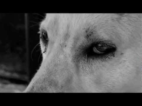TAPETUM LUCIDUM Trailer