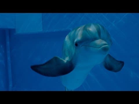 Official Main Trailer