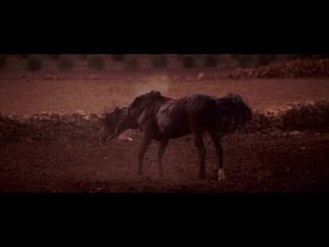 DIFF 2016 - Sweat Rain