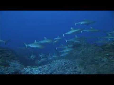 SHARKS 3D - IMAX -