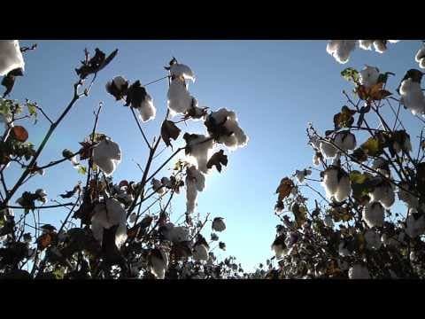 Voices of the Lumbee Trailer
