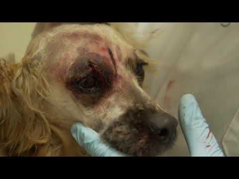 refuge animal anglo