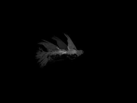 Doves (Loss of Love and Desensitization of Grief) - Experimental Short Film