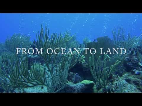 Evolution 4K Trailer
