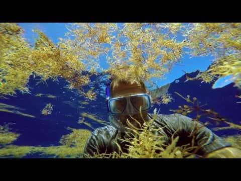 The Smog of the Sea (Trailer)