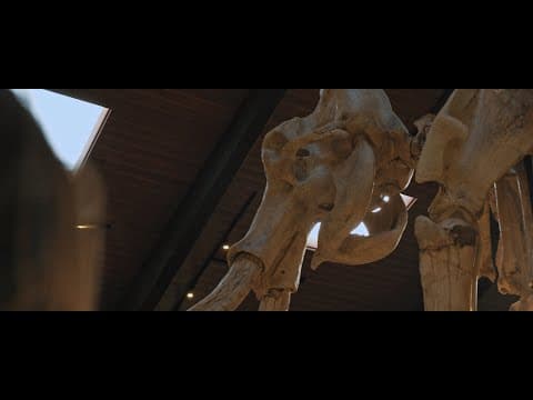 A Young Owl | Official Trailer