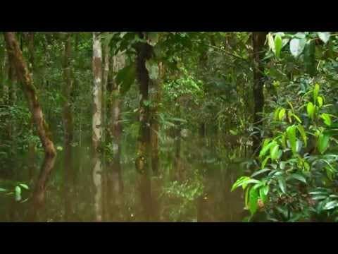 TRAILER LA SELVA INFLADA ESPANOL