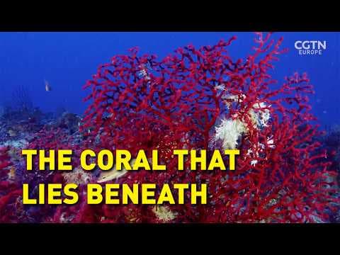 Saving the Hidden Coral of the Mediterranean