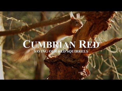 Official Trailer: Cumbrian Red - Saving Our Red Squirrels