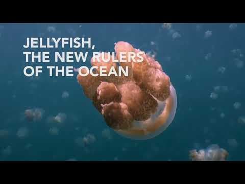 Jellyfish, the new rulers of the ocean - Trailer
