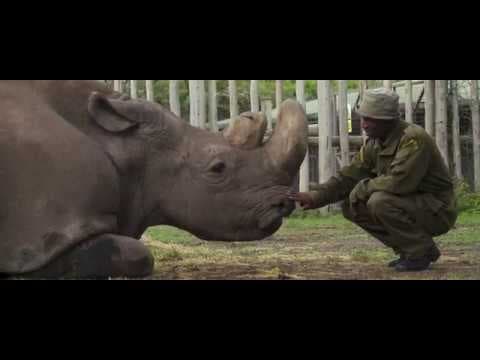 Hot Docs 2019 Trailers: KIFARU