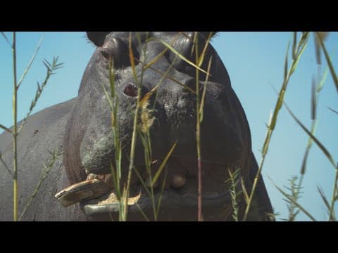 Trailer [Subtitled]