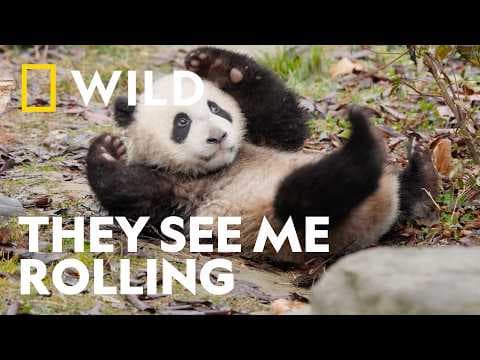 Mastering the Art of the Roly-Poly | Panda School | National Geographic WILD UK