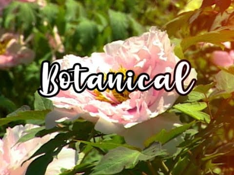 Bloom Skateboards Presents Botanical (2021)