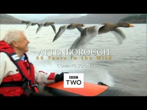 Attenborough: 60 Years in the Wild - Trailer - BBC Two