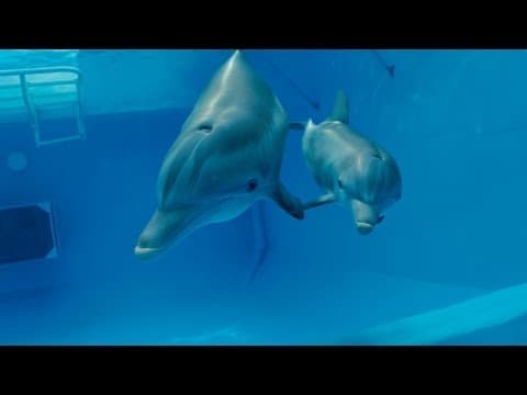 Official Teaser Trailer