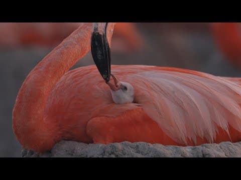 Flamingos - Trailer