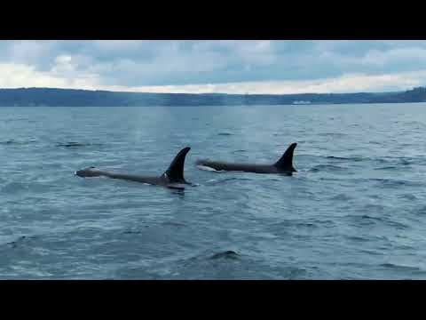 27 - The Snake and the Whale