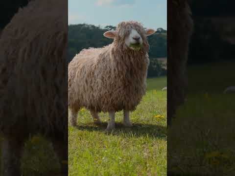 Treat Mum to something baa-rilliant this Mother’s Day