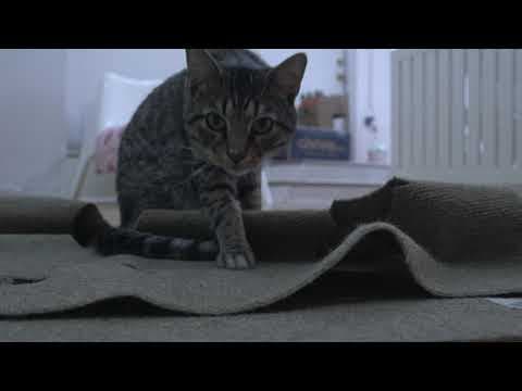 A Day at the Cat Cafe