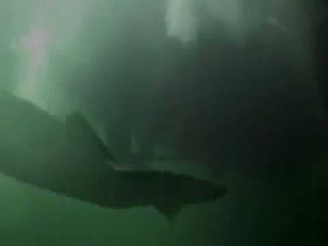 Kraken: Tentacles of the Deep (2006) - Trailer