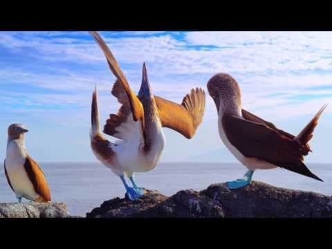 TV Spot (Long Version)