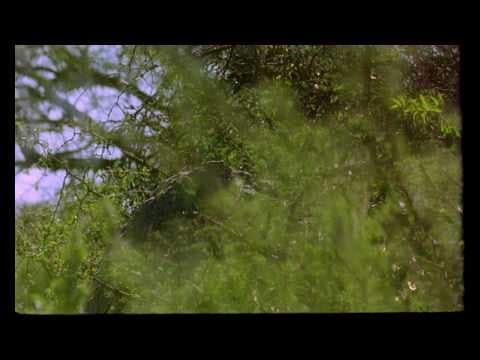 Ceniza verde - Trailer | IFFR 2019