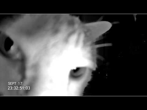 Exclusive CAT CAM Trailer