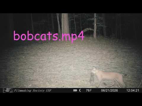 bobcats.mp4