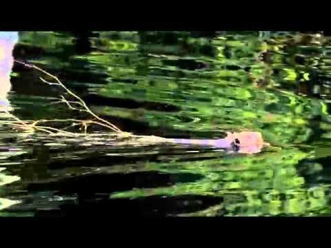 The Adventures Of White Tuft - Trailer