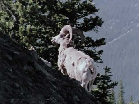 A Day in the National Parks, NFB 1976