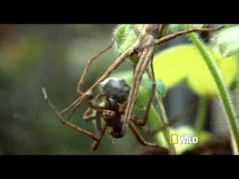 World's Weirdest Master