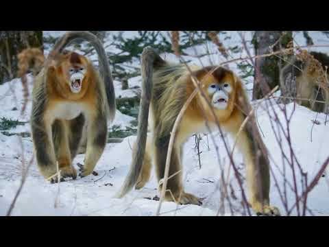 China's Wild Empire