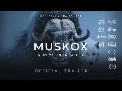 MUSKOX | Official Trailer - Stay Wild Studio