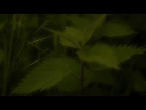 Brandnetels (2023) - Teaser